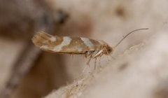 Oreblomstmøll (Argyresthia goedartella)