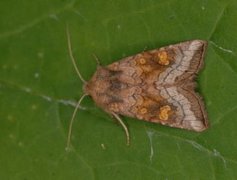 Variabelt stengelfly (Amphipoea fucosa)