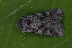 Smellefjellfly (Lasionycta proxima)