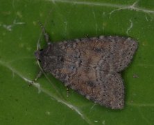 Rødlig løvfly (Parastichtis suspecta)