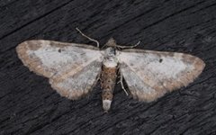 Burotdvergmåler (Eupithecia succenturiata)