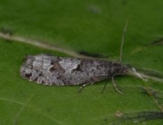 Dvergbjørkkveldvikler (Epinotia indecorana)