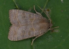 Osperingfly (Ipimorpha subtusa)