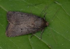 Grått pyramidefly (Amphipyra tragopoginis)