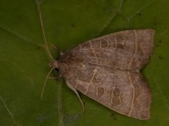 Osperingfly (Ipimorpha subtusa)