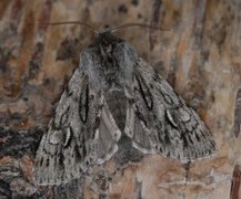 Vårlurvefly (Brachionycha nubeculosa)