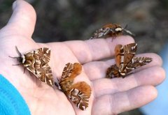 Vårspinner (Endromis versicolora)