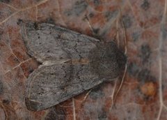 Plettseljefly (Orthosia populeti)