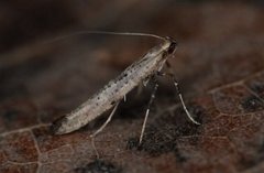 Caloptilia populetorum