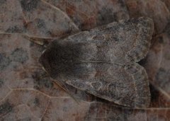 Plettseljefly (Orthosia populeti)