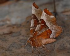 Praktmånemåler (Selenia tetralunaria)