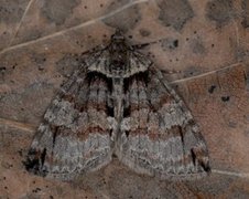 Rustbuskmåler (Hydriomena ruberata)