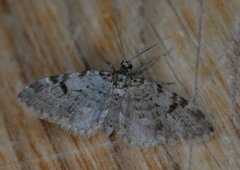 Taigadvergmåler (Eupithecia conterminata)