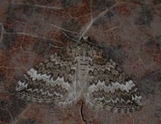 Grå lundmåler (Perizoma hydrata)