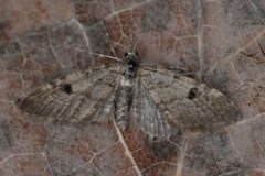 Taigadvergmåler (Eupithecia conterminata)