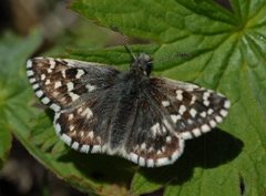 Bakkesmyger (Pyrgus malvae)