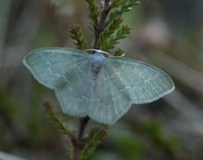 Blåbærbladmåler (Jodis putata)