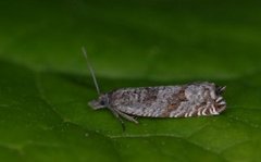 Røsslyngsigdvikler (Ancylis unguicella)