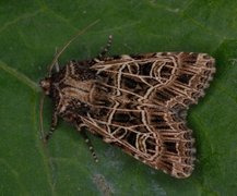 Nettnellikfly (Sideridis reticulata)