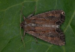 Brunt lundfly (Lacanobia suasa)