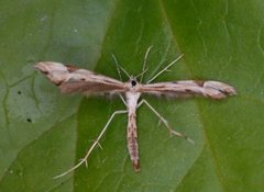 Gullrisfjærmøll (Platyptilia calodactyla)