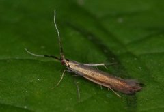 Coleophora mayrella