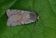 Skiferbakkefly (Xestia ashworthii)