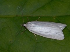 Sølvskyggevikler (Eana argentana)