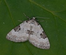 Flekklundmåler (Perizoma blandiata)