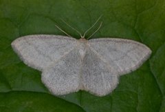 Blåbærurtemåler (Scopula ternata)