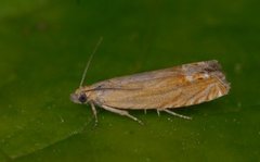 Perikumvikler (Lathronympha strigana)