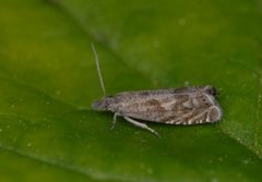 Ryllikrotvikler (Dichrorampha plumbagana)