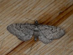 Einerdvergmåler (Eupithecia intricata)