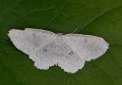 Bjørkeløvmåler (Cyclophora albipunctata)