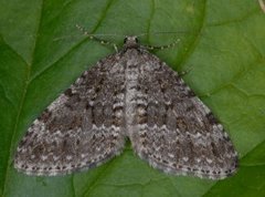 Grå bergmåler (Entephria caesiata)