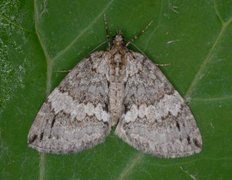 Orebuskmåler (Hydriomena impluviata)