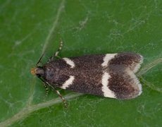 Chionodes lugubrella