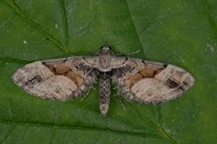 Bånddvergmåler (Eupithecia sinuosaria)