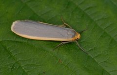 Blygrå lavspinner (Eilema lurideola)