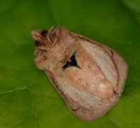 Teglrødt gressfly (Mythimna ferrago)