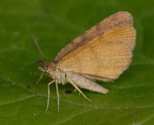 Brun buemåler (Macaria brunneata)