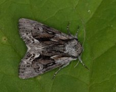 Raggfly (Hyppa rectilinea)