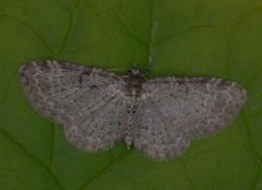 Blåbærblomstmåler (Pasiphila debiliata)