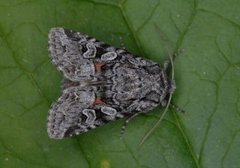 Smellefjellfly (Lasionycta proxima)