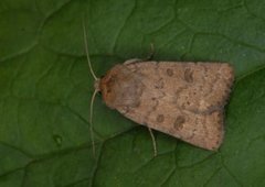 Lyst ringurtefly (Hoplodrina octogenaria)