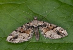 Bånddvergmåler (Eupithecia sinuosaria)