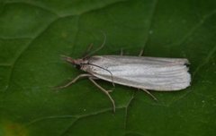 Sølvnebbmott (Crambus perlella)