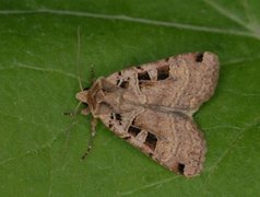 Triangelbakkefly (Xestia triangulum)