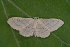 Bueengmåler (Idaea straminata)