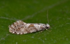 Nemaxera betulinella